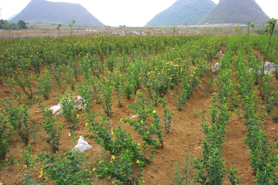 中药材火龙珠随后,共联共建党支部活动组一行还参观了云南正洋科技